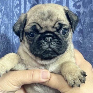 パグ【茨城県・男の子・2023年4月29日・フォーン】の写真「値下げしました。21日迄の掲載となります。」