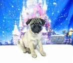 パグ【茨城県・女の子・2019年9月2日・フォーン】の写真3「クリスマスバージョン　11月22日撮影」