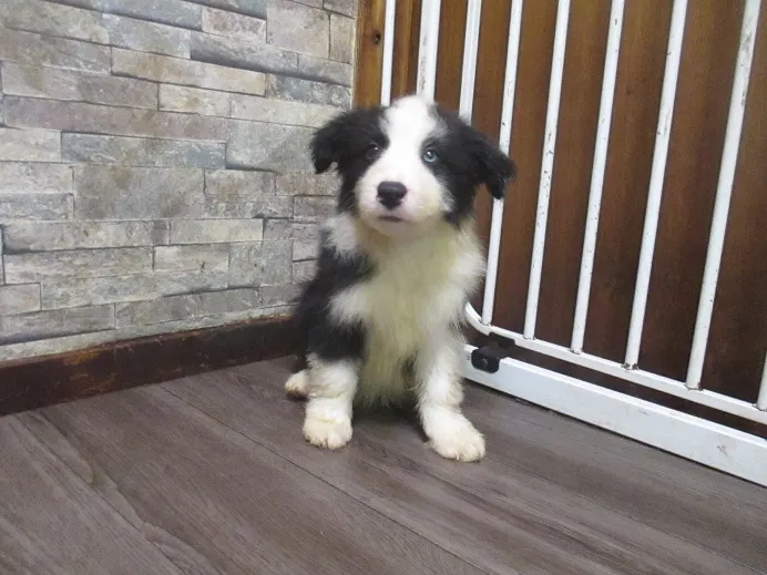 オッドアイ 様のお迎えした子犬