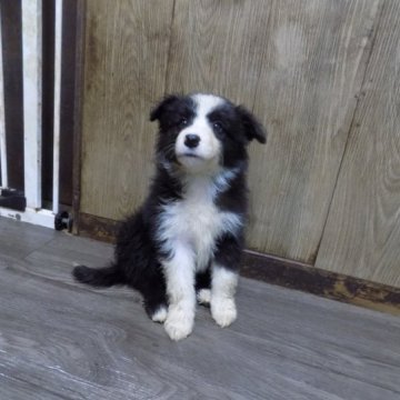 ボーダーコリー【栃木県・女の子・2023年9月4日・ブラック&ホワイト】の写真「お目目パッチリ・きれいな顔立ちです」