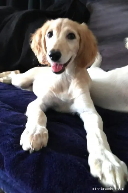 ID：1602-01515の子犬