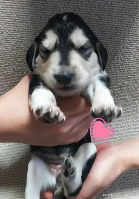 ID:1707-00431の子犬