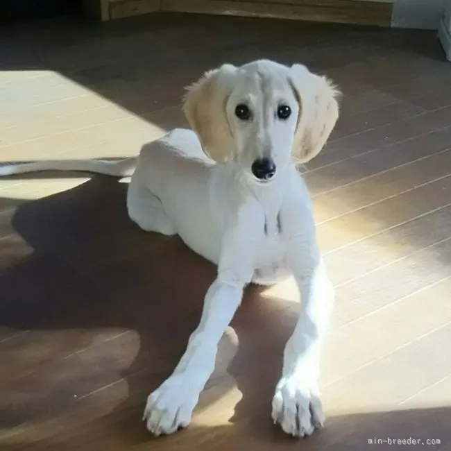 ID：1512-00098の子犬