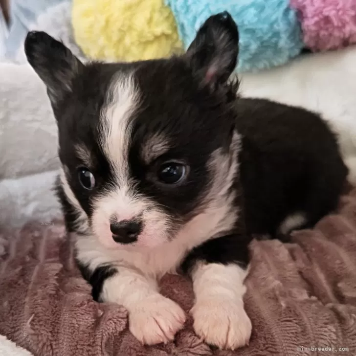R.O 様のお迎えした子犬