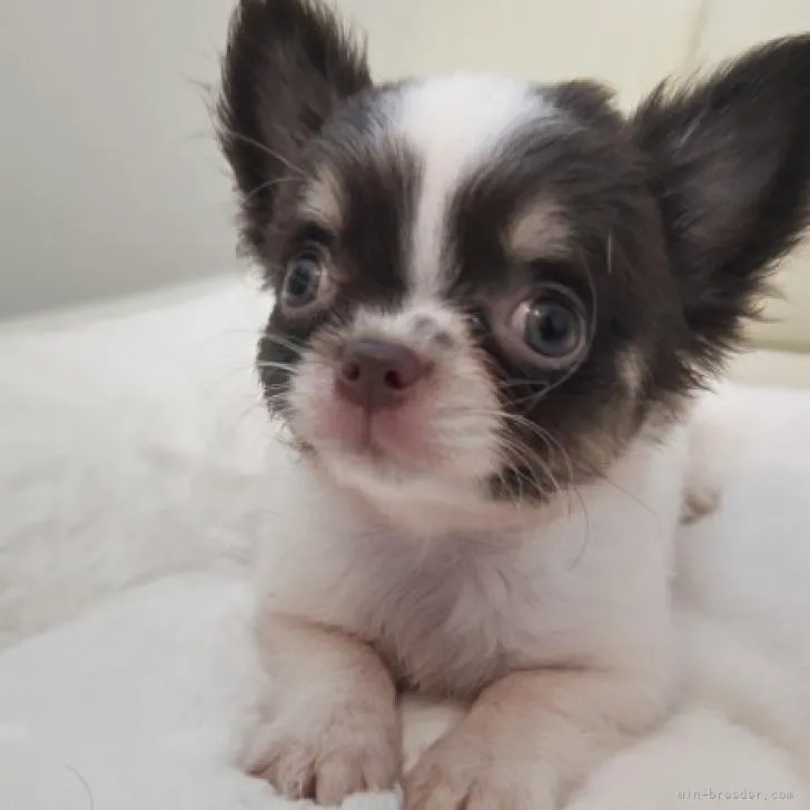 chachacopapa 様のお迎えした子犬