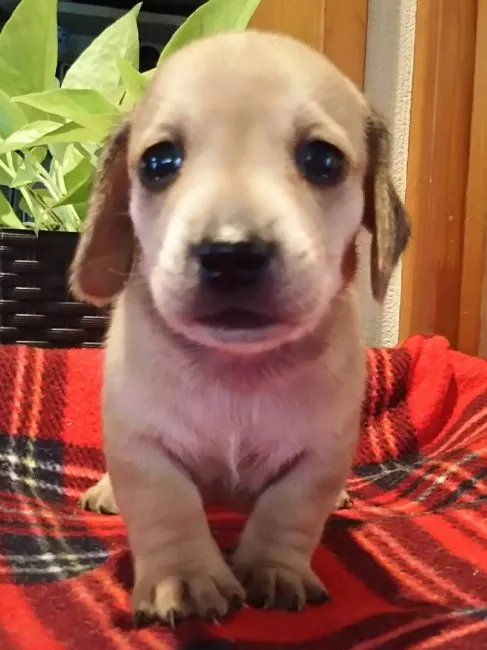 ID：1609-01912の子犬