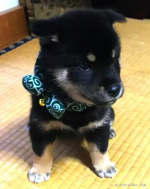 ID:1809-02229の子犬