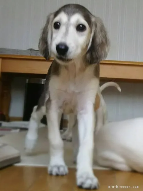 ID:1610-00093の子犬