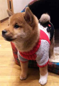 柴犬(標準サイズ)【埼玉県・男の子・2018年9月19日・赤】の写真「おっとり穏やかに育っています💖」
