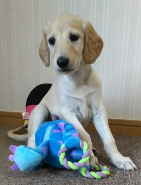 サルーキ【埼玉県・女の子・2018年3月30日・クリーム】の写真「最古の犬種サルーキ‼希少犬種です💕」