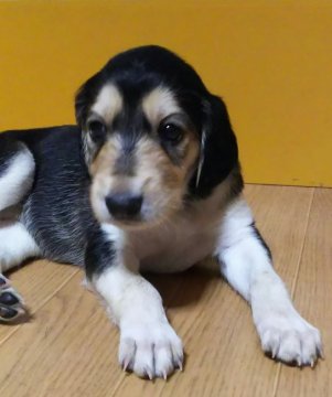 サルーキ【埼玉県・女の子・2017年6月28日・グリズル】の写真「最古の犬種サルーキ‼希少犬種です💕」