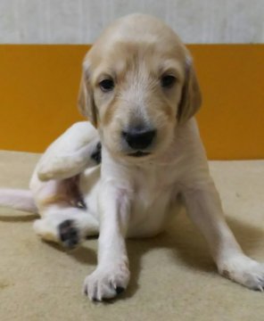 サルーキ【埼玉県・男の子・2016年8月28日・クリーム】の写真「最古の犬種サルーキ❗希少犬種✨」