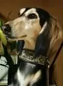 サルーキ【埼玉県・男の子・2016年1月27日・グリズル】の写真2「父犬です。とっても気品のあるカッコいい子です(^^)v」