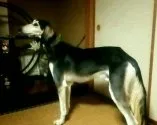 サルーキ【埼玉県・男の子・2016年8月28日・グリズル】の写真3「父親犬🐶毛色はブラックグリズルです✨」