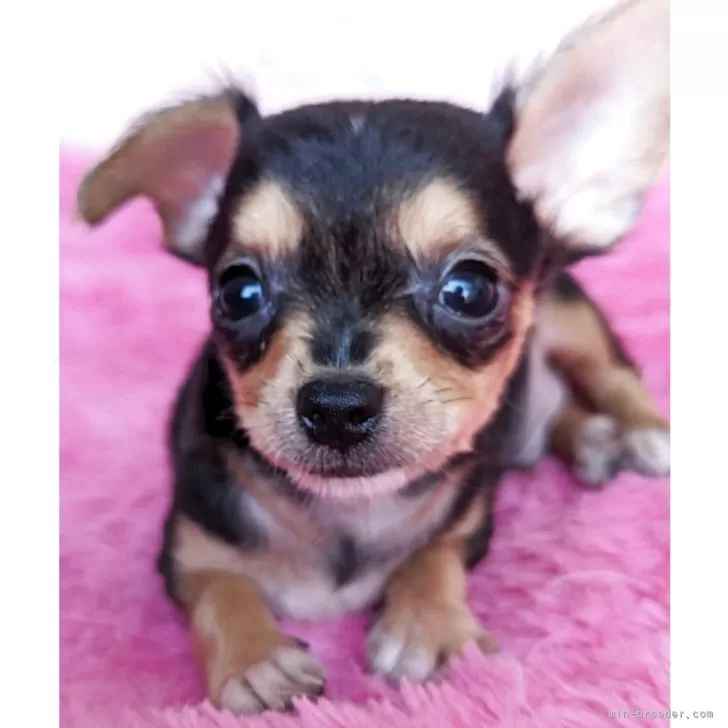 ミックス(ヨークシャーテリア×チワワ)【静岡県・男の子・2025年6月18日・ブラック&amp;タン】の写真1「小さい子です」