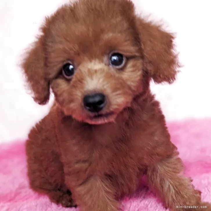 ミックス(トイプードル×ミックス)【静岡県・女の子・2025年8月25日・レッド】の写真1