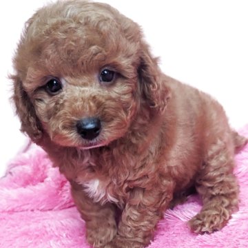 トイプードル(トイ)【静岡県・男の子・2025年9月17日・レッド】の写真「優しいお顔の男の子です」