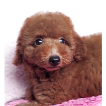 トイプードル(トイ)【静岡県・男の子・2025年6月2日・レッド】の写真「優しいお顔の男の子です🍀」