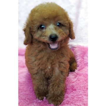 ミックス(トイプードル×ミックス)【静岡県・女の子・2025年7月24日・レッド】の写真「大きなお目々が可愛い優しい女の子です」