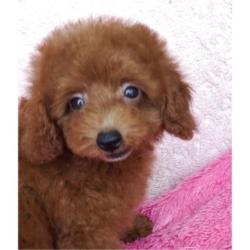 トイプードル(トイ)【静岡県・男の子・2025年6月2日・レッド】の写真「優しいお顔の男の子です✨」