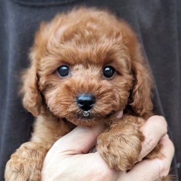 トイプードル(トイ)【静岡県・女の子・2025年9月17日・レッド】の写真「まん丸お目々が可愛い女の子です」