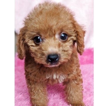 ミックス(ミックス×トイプードル)【静岡県・女の子・2025年6月1日・レッド】の写真「まん丸お目々が可愛い女の子です」