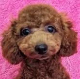 トイプードル(トイ)【静岡県・男の子・2024年5月20日・レッド】の写真1