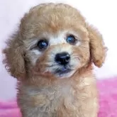 トイプードル(トイ)