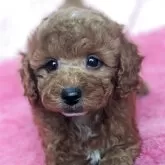 トイプードル(トイ)