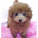 トイプードル(トイ)