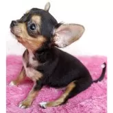 ミックス(ヨークシャーテリア×チワワ)【静岡県・男の子・2025年6月18日・ブラック&タン】の写真2