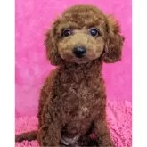 トイプードル(トイ)【静岡県・男の子・2024年5月20日・レッド】の写真3