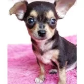 ミックス(ヨークシャーテリア×チワワ)【静岡県・男の子・2025年6月18日・ブラック&タン】の写真5