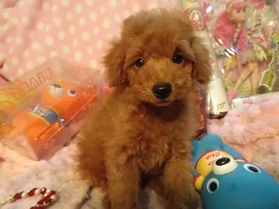 ID:1801-01279の子犬