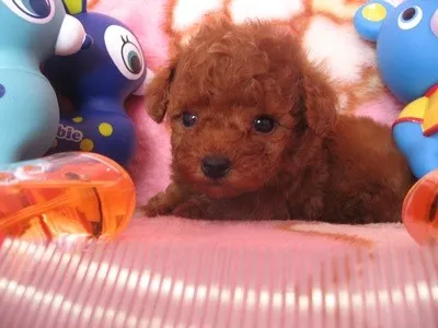 ID：1306-00147の子犬