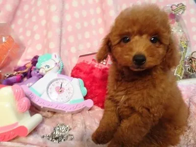 ともか 様のお迎えした子犬