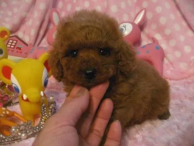 ニコちゃんママ 様のお迎えした子犬
