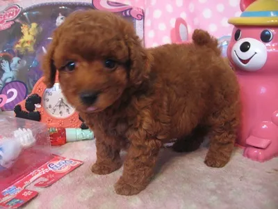 ヒロシ 様のお迎えした子犬