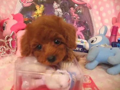 aimoa 様のお迎えした子犬