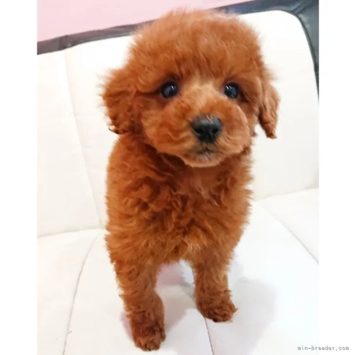 ID:2301-01038の子犬