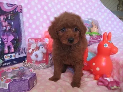 新潟市 様のお迎えした子犬