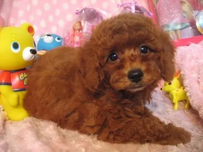 あきのあい 様のお迎えした子犬
