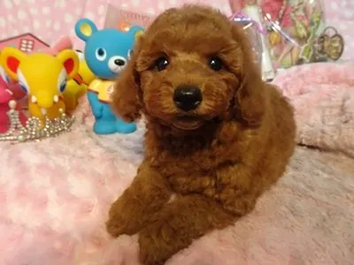 そらまめ 様のお迎えした子犬