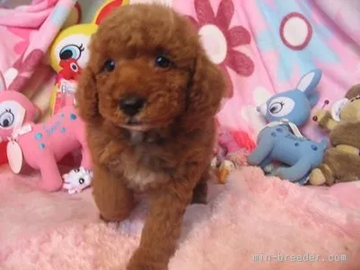 あけ 様のお迎えした子犬