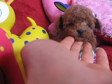 ID：1303-00904の子犬