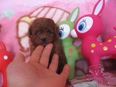 ID：1303-00905の子犬