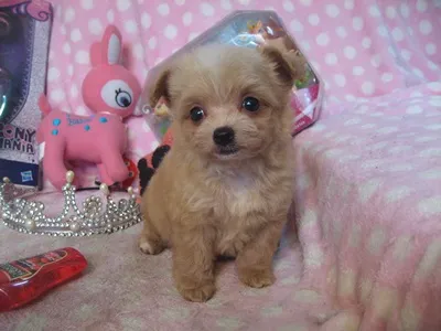 ID：1607-01755の子犬