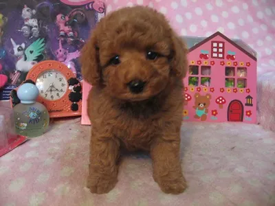 yumoyumo 様のお迎えした子犬
