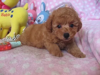 くうたんち 様のお迎えした子犬