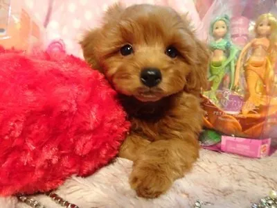S.K 様のお迎えした子犬